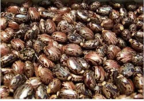 Natural Raw Castor Seeds For Human Consumption, Hygienically Packed