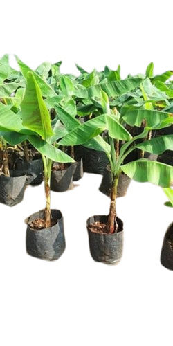 4 Feet Size Long Stem Hybrid Healthy Banana Plants