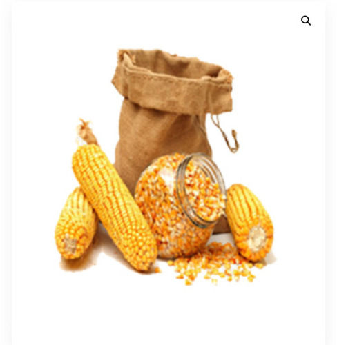 A Grade And Indian Origin Corn Maize With High Nutritious Value