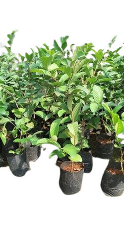 Hybrid Guava Plants For Planting, 30 Centimeter Long Stem And 1.5 Feet Size