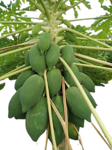 Hybrid Papaya Plant For Planting In The Garden, 120 Centimeter Long Stem And 5 Feet Size