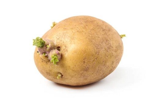 Potato Seed 