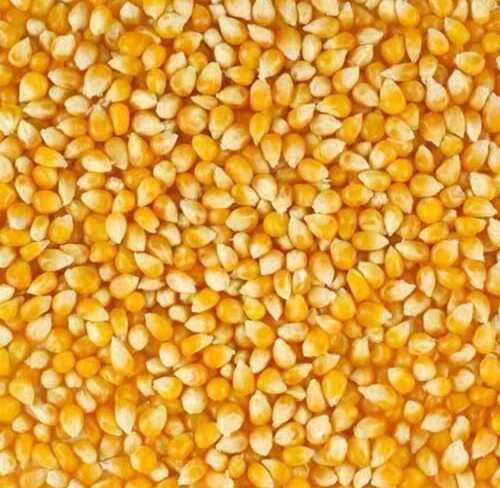 Yellow Maize Kernels