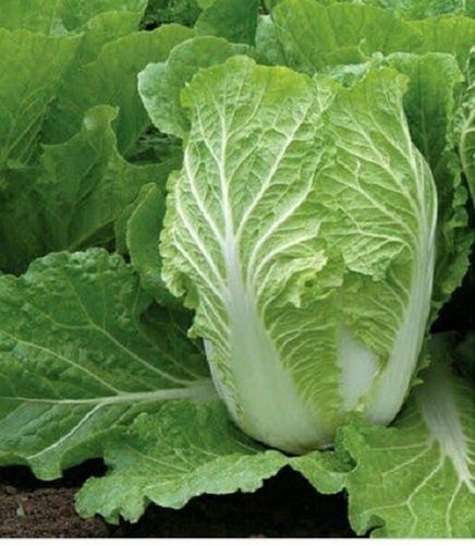 Tender And Delicious Upright Head Overlapping Leaves Loose Head Excellent Vegetable Napa Chinese Cabbage