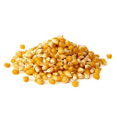 100% Natural Yellow Maize Grain