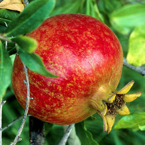 Chemical Free Pure And Fresh Red Pomegranate With High Medicinal Value