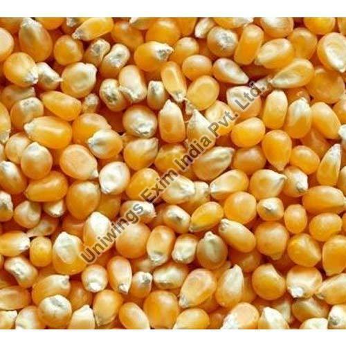 Silver Maturity 100% Long Shelf Life Healthy Natural Rich Fine Taste Organic Dried Maize Seeds