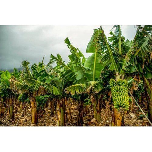 Well Watered Green Banana Plant Application: Women Material