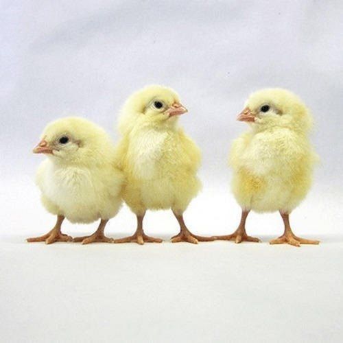 Disease Free Nutrient Enriched Healthy Yellow Broiler Chicks