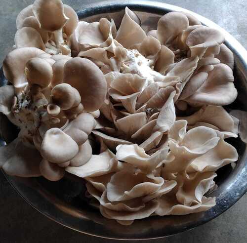 A Grade And Rich Taste Oyster Mushroom With High Nutritious Value