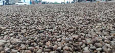 Benin Raw Cashewnut 