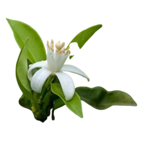 Highly Pure Neroli Fragrance Oil