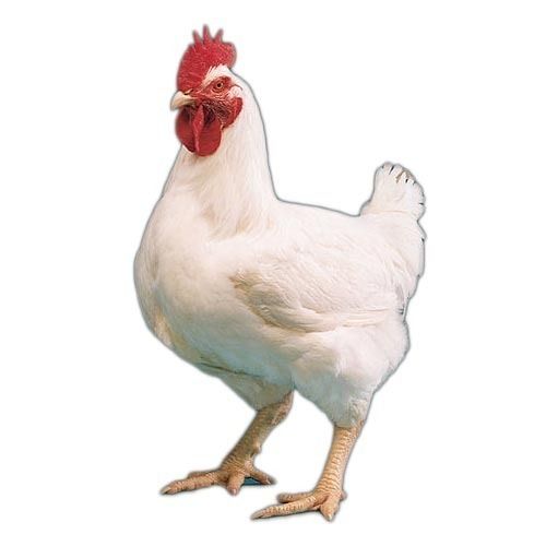 White Poultry Chicken