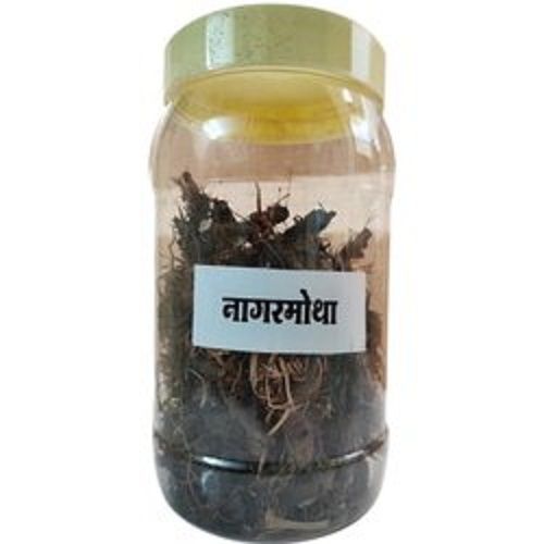 100 Pecent Natural Dried Fresh Nagarmotha Roots Ingredients: Herbal Extract