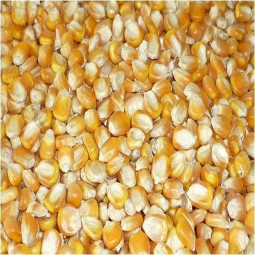 100 Percent Fresh And Pure Maize With Rich Source Of Protein And Vitamin