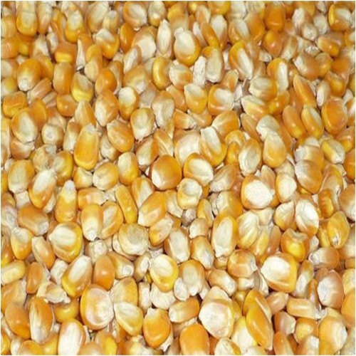 प्रोटीन और विटामिन के समृद्ध स्रोत के साथ 100 प्रतिशत ताजा और शुद्ध मक्का