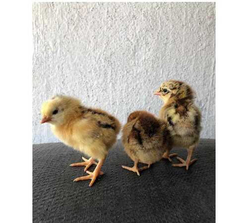 75 Days Old Multicolor Live And Healthy Desi Male And Female Chicks For Poultry