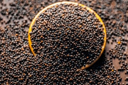 White (Base) 100% Pure And Organic Mustard Seeds Used In Cooking