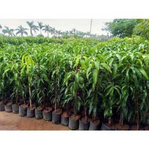 Garden mango Plant