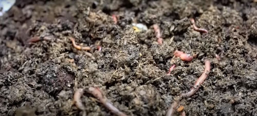  VERMICOMPOST JAIVIK KECHUA KHAD 