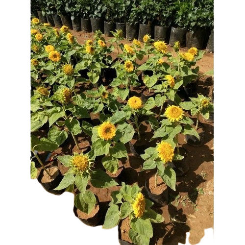 20 Inch High Well Watered Gardening Sunflower Outdoor Plant