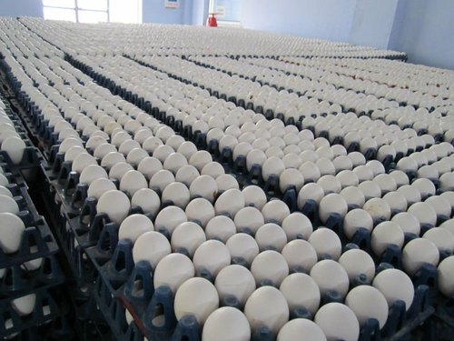 Farm Fresh Chicken White Egg For Human Consumption, Free From Injection