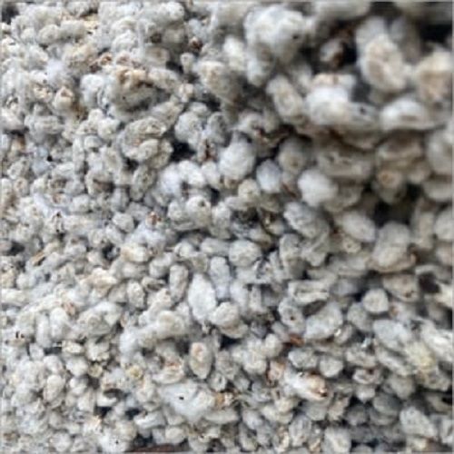 Protein And Fiber Densely Covered Research Hybrid Agriculture Cotton Seeds