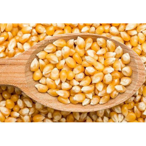 Rich Natural Delicious Taste Chemical Free Healthy Organic Yellow Maize Seeds