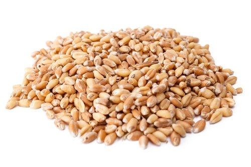 Commonly Cultivated Food Grade Pure And Dried Whole Wheat Grain