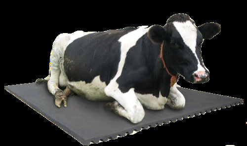 17 Mm Thickness Rectangular Shape Black Rubber Mat For Cow And Buffalo