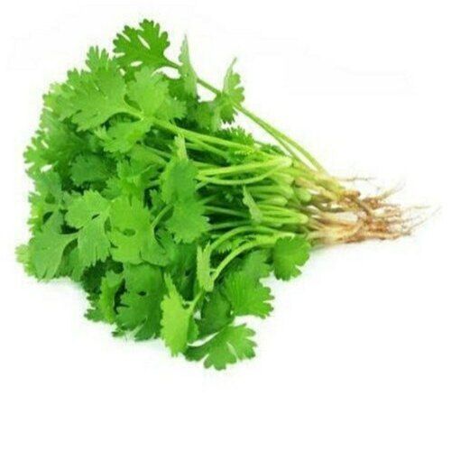 Good Fragrance Healthy Natural Rich Taste Green Fresh Organic Coriander Leaves