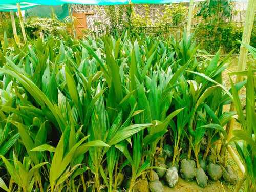 Green Coconut Plant For Outdoor