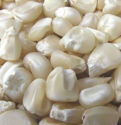 Indian Origin Naturally Grown 100% Pure Farm Fresh Raw White Corn