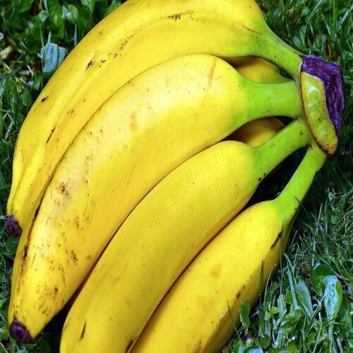 Na No Artificial Color Absolutely Delicious Rich Natural Taste Organic Yellow Fresh Banana