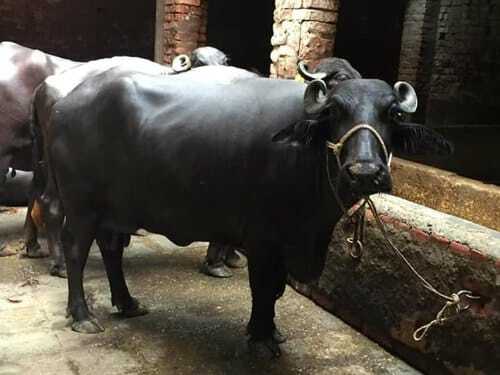 Pure Black Buffalo For Farming And Dairy