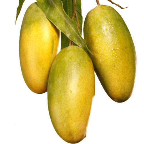 No Artificial Color Sweet Delicious Rich Natural Taste Healthy Yellow Organic Fresh Mango