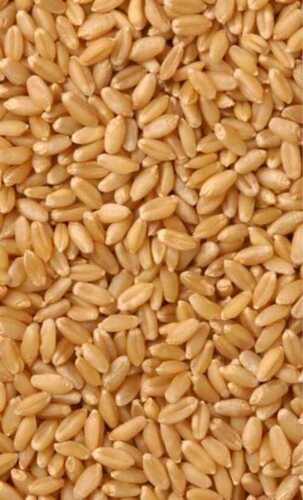 Wheat grain