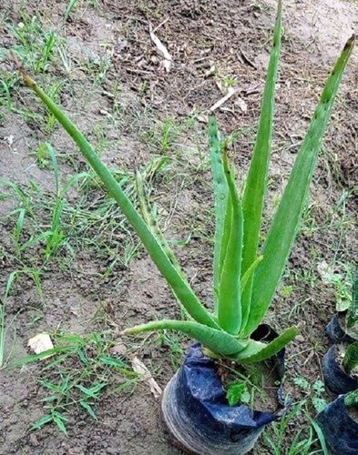 Easy Grow Placed Conventual Look Eco Friendly Aloe Vera Plant For Gardening