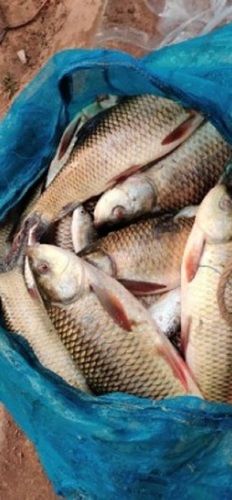 Frozen Eel Fish Wholesale Supplier in Chennai, Tamil Nadu - Ashira