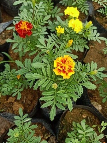 Natural And Fresh Marigold Flower Plant