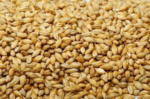 No Added Preservative Healthy Barley Seeds
