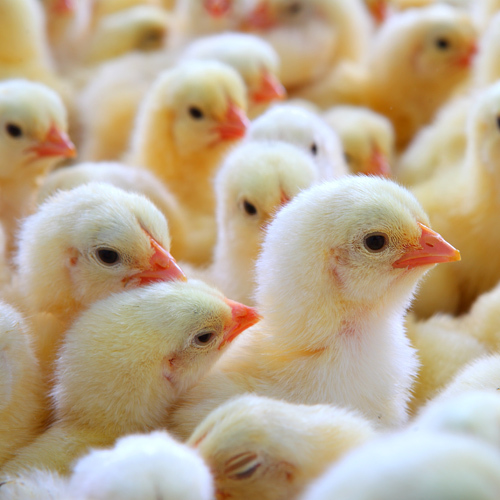 Poultry Farm Whole Chicks - Small, Medium, Large Sizes | Healthy, Nutrient-Enriched, Disease-Free Pure Breed Chicks in White and Yellow Colors