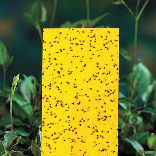 PVC Houseflies Agricultural Insect Yellow Sticky Trap, For SAP