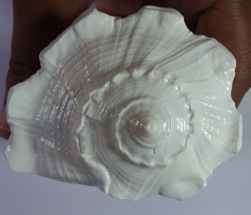 Natural Polished Authentic Dakshinavarti Conch Shell For Religious Purpose 