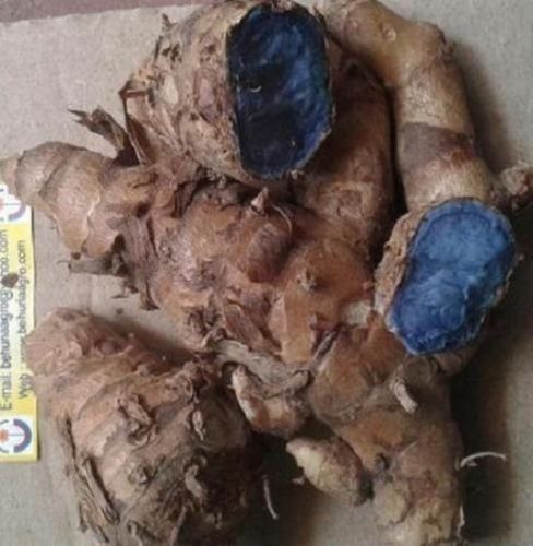 Pure Natural And Organic Raw A Grade Black Turmeric For Religious Purpose