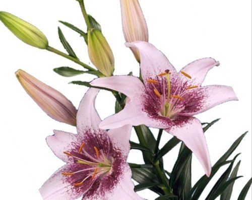 Insect Resistant Full Sun Exposure Fast Growth Green Leaves Lily Flower Plants for Outdoor