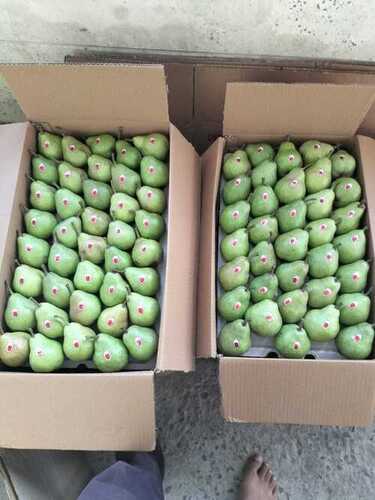 A Grade Fresh Green Pear, Packaging Size 30 Kg