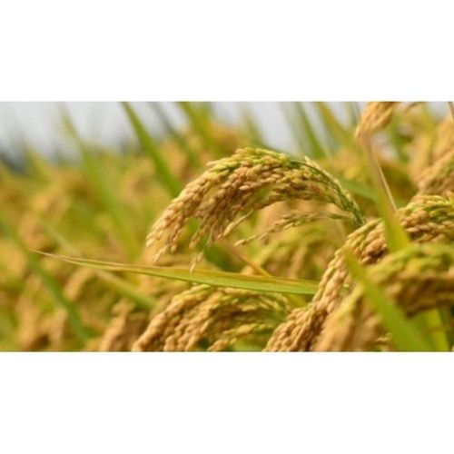 99 % Pure Sunlight Dried Non-Toxic Organic Rice Cultivation Paddy Seeds 