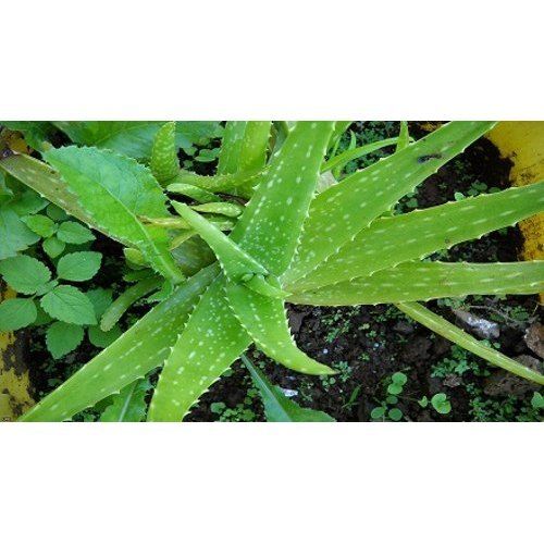 Non Toxic Solid Organic Natural Aloe Vera Plant Leaf Grade: A