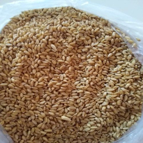 Organic Wheat Grain, High In Protein, Packaging Size: 5 Kg